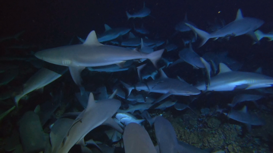 Fakarava, hundred of grey sharks hunting at night over the reef