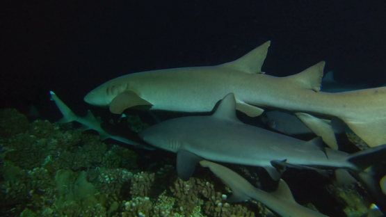 Fakarava, nurse shark and grey sharks evolving at night over the reef