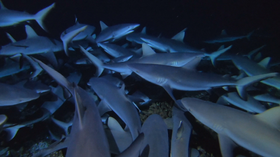 Fakarava, frenzy of hundred of grey sharks hunting at night over the reef