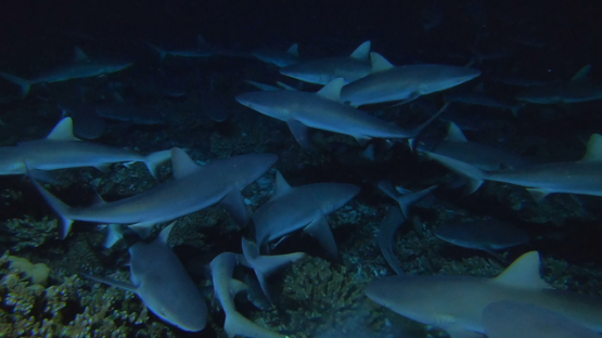 Fakarava, hundred of grey sharks hunting at night