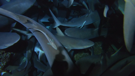 Fakarava, grey sharks swarm hunting at night