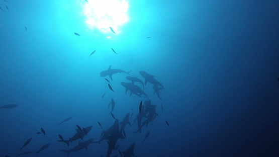 Tahiti, feeding and frenzy of grey sharks over the reef
