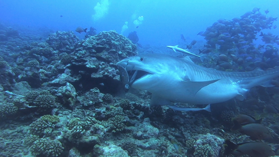 Tahiti, feeding a tiger shark over the reef, swallowing bait