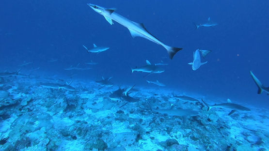 Rangiroa, grey sharks deep over the reef