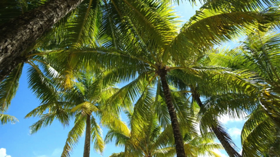 Bora Bora, traveling under the coconut trees by the lagoon