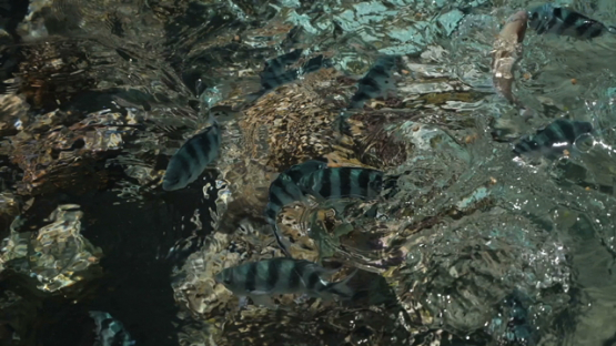 Bora Bora, fishes swimming at the surface of the lagoon, slow motion