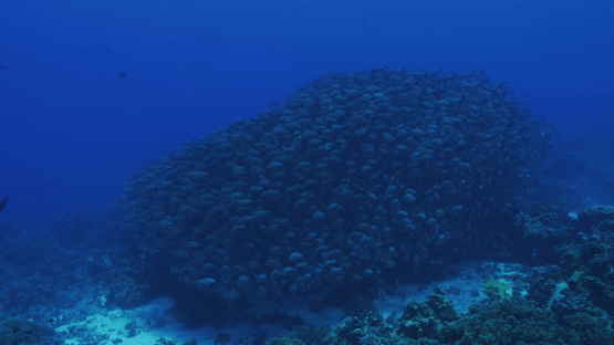 Fakarava, red paddletail snappers schooling in the pass over the reef, 4K UHD