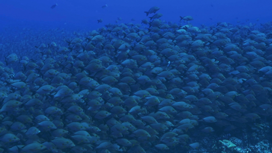 Fakarava, school of red paddletail snappers in the pass, 4K UHD