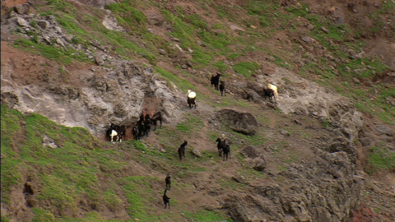 Hiva Oa, aerial view, herd of goats running on the mountain