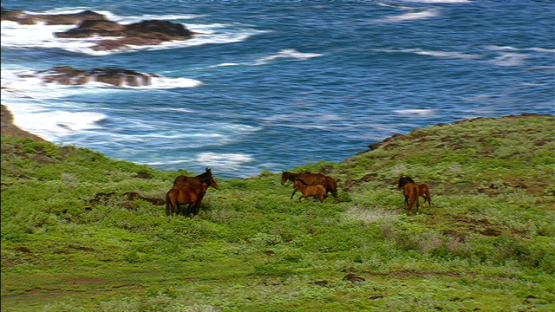 Aerial footage of Ua Huka, Marquesas islands, wild horses in the prairie, bye the ocean