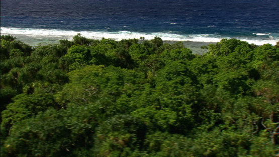 Aerial view of the coconut grove and pandanus of Maiao, by the sea, windward islands
