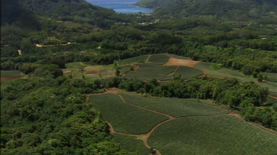 Moorea aerial view, pineapple fields by the Cook s Bay, windward islands