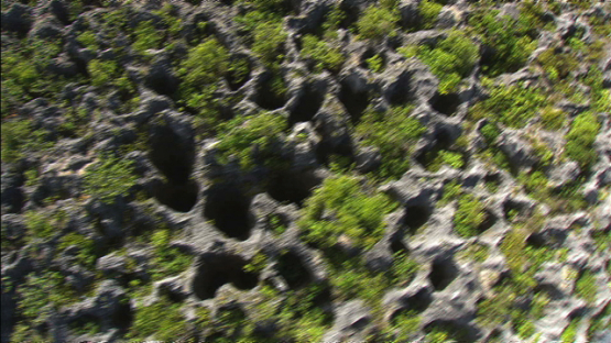 Makatea, holes of the old phosphate mine, Tuamotu islands