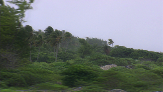 Aerial view of wind and rain on the coconut trees, Fakarava, Tuamotu archipelago