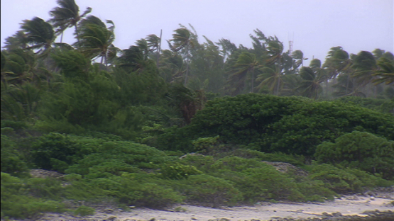 Aerial view of Rain and wind on the coconut grove, Fakarava, Tuamotu archipelago