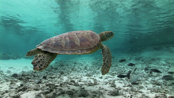 Bora Bora, Green sea Turtle swimming in the lagoon