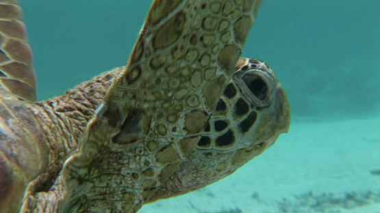 Green sea Turtle swimming in the lagoon of Bora Bora