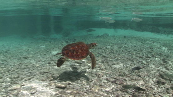Young Green sea Turtle swimming in the lagoon of Bora Bora