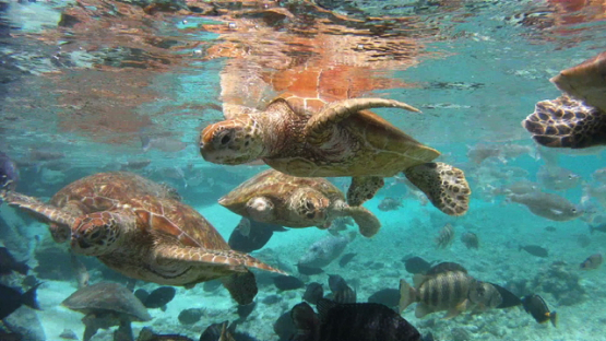 Nursery of Young Green sea Turtles in the lagoon of Bora Bora