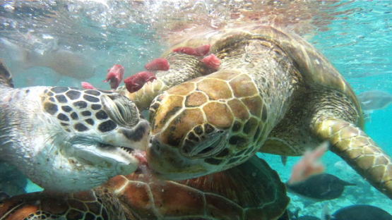 Green Turtles gathering when fed by veterinary in the lagoon of Bora Bora