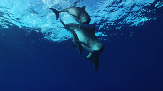 Rangiroa, Four dolphins Tursiops swimming from surface to depth, 6K