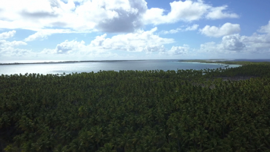 Reao, aerial drone view of the island annd coconut forest, Tuamotu, Polynesia, 4K UHD