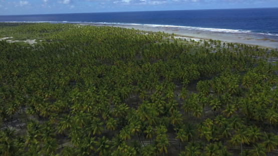 Reao, aerial drone video above the coconut forest and ocean, Tuamotu in french Polynesia,  4K UHD
