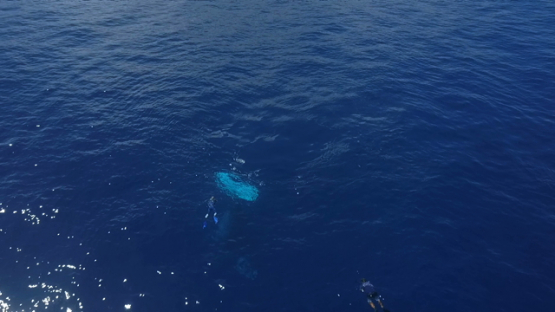 Tahiti, aerial drone video of swimmers observinf humpback whales resting near the surface of the ocean, Polynesia