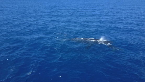 Tahiti, aerial drone video of humpback whales resting near the surface of the ocean, Polynesia