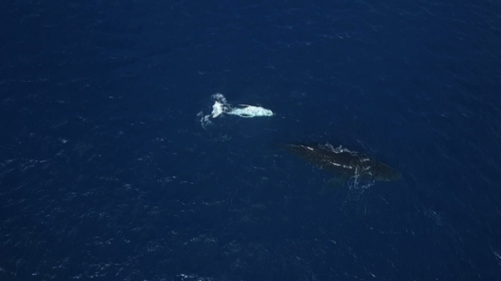 Aerial video by drone of humpback whales, mother and calf resting by the surface, Tahiti, Polynesia