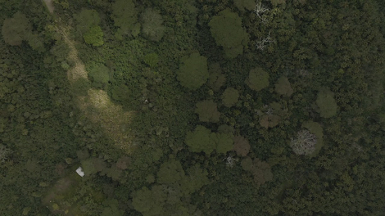 Aerial drone view above the forest of Nuku Hiva, marquesas islands, Polynesia 2K7