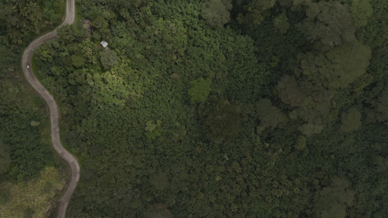 Aerial drone view of Nuku Hiva, car driving on the road through the forest,marquesas islands, Polynesia 2K7