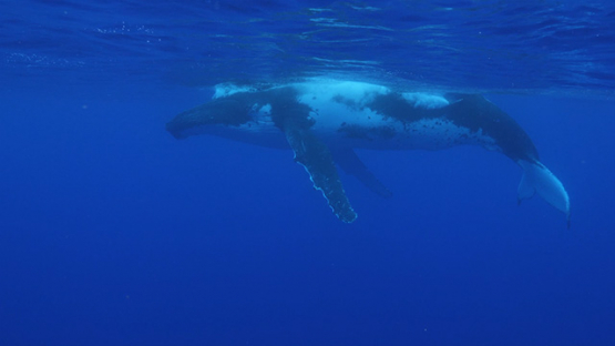 Moorea, Humpback whale breathing at the surface in the big blue, french Polynesia