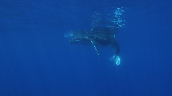 Moorea, young calf Humpback whale in the big blue, french Polynesia