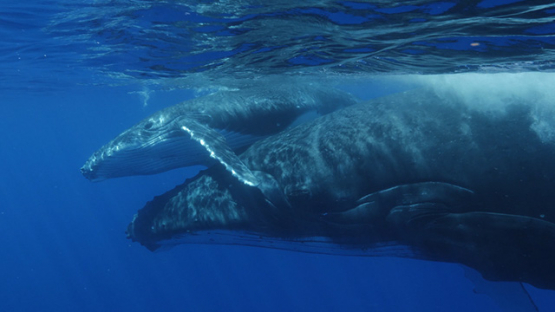 Moorea, Humpback whale, mother and calf by the surface of the ocean, french Polynesia