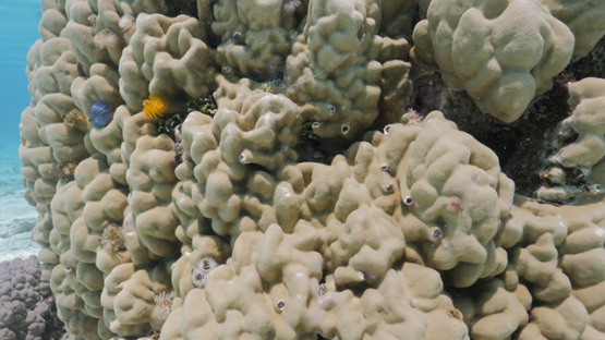 Moorea, colored worms in the Coral formation in the lagoon, shallow Under the surface, French Polynesia
