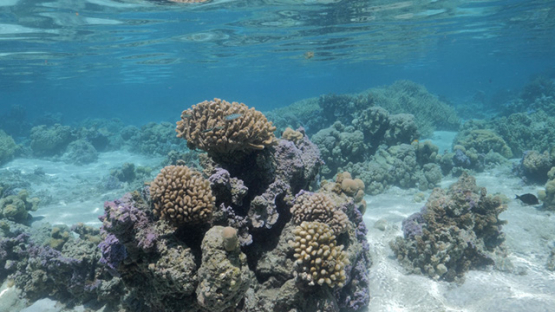 Moorea, Coral formation in the lagoon, shallow Under the surface, French Polynesia