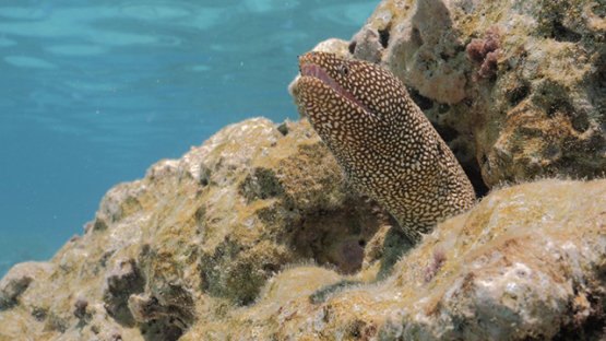 Moorea, spotted moray eel in the lagoon, French Polynesia