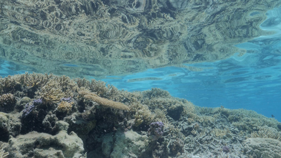 Moorea, Coral formation in the lagoon, shallow Under the surface, French Polynesia