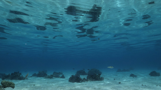 Moorea, undersea in the lagoon, French Polynesia