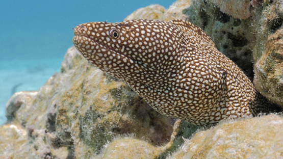 Moorea, spotted moray eel in the lagoon, French Polynesia
