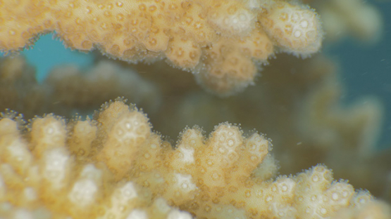 Polypes of coral branch shot macro and damsel fish, Moorea, French Polynesia, 4K UHD