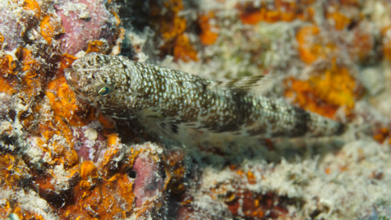 Lizard fish filmed macro, Saurida nebulosa, Moorea, 4K UHD