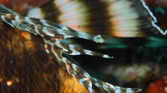 Macro shot of spines of Twospot turkeyfish or ocellated lionfish, Moorea, 4K UHD