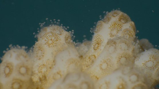 Polypes of coral branch shot macro, Moorea, French Polynesia, 4K UHD