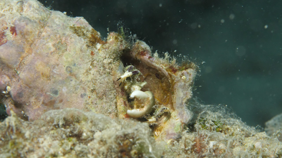 Macro shot of Hermit crab un his shell, lagoon of Moorea, 4K UHD
