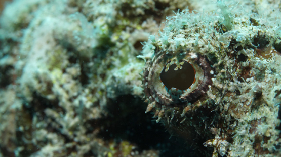 Eye of scorpion fish in the lagoon, macro shot, Moorea, French Polynesia, 4K UHD