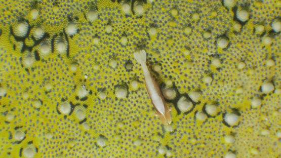 Cleaner shrimp periclimenes on star fish, shot on macro, Moorea, 4K UHD