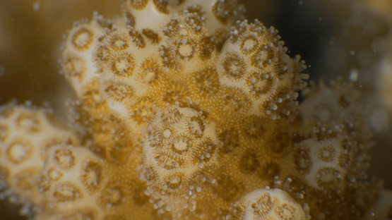 Polypes of coral branch shot macro, Moorea, French Polynesia, 4K UHD