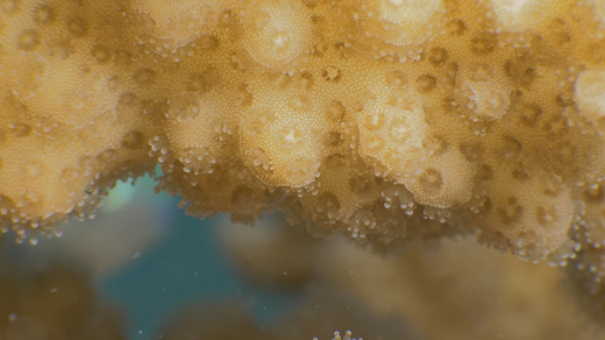 Polypes of orange acropora coral shot macro, Moorea, French Polynesia, 4K UHD